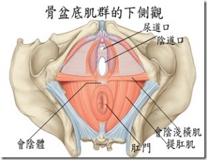 JYOGA樂活瑜珈-骨盆底肌群