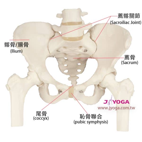 台南JYOGA樂活瑜珈-瑜珈教學-孕婦瑜珈-薦髂關節